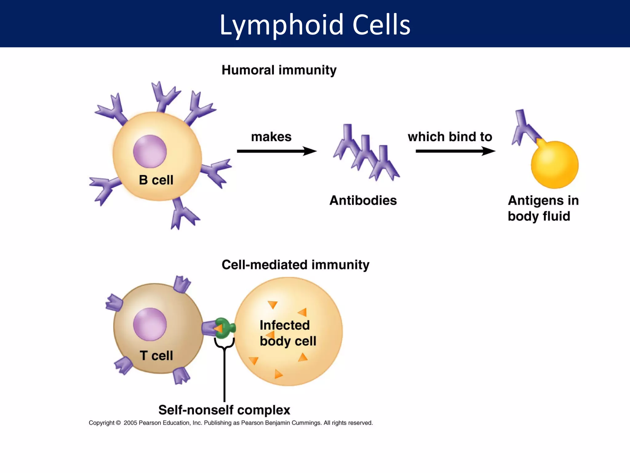Lymphoid Cells
 
