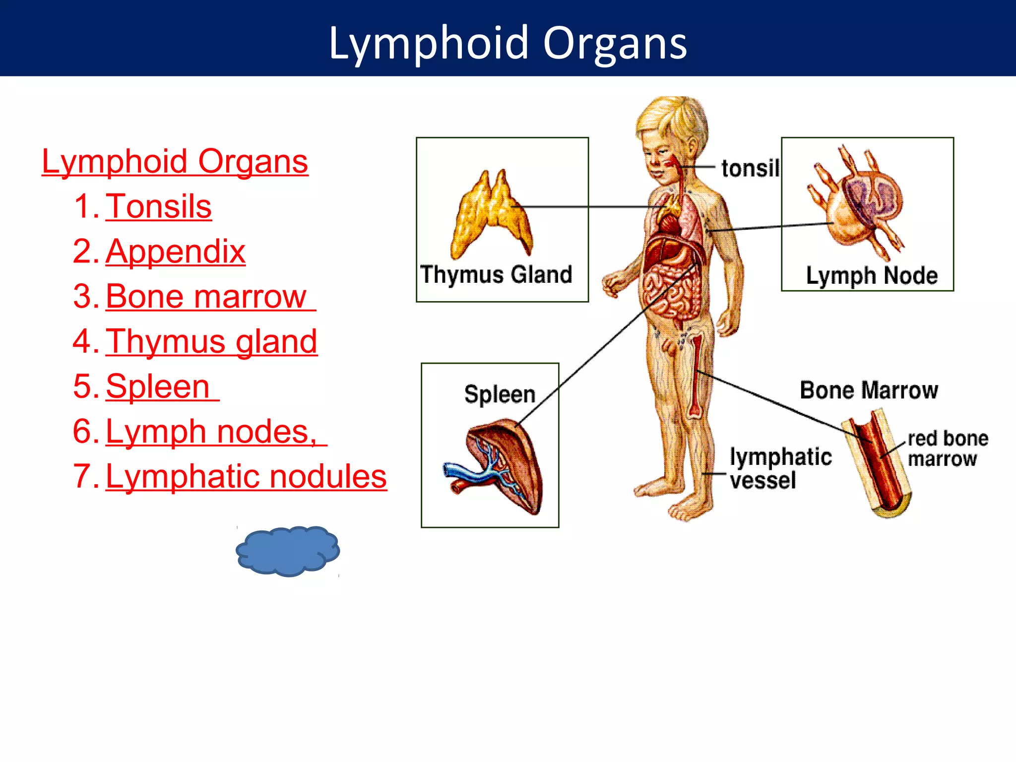 Lymphoid Organs
Lymphoid Organs
1.Tonsils
2.Appendix
3.Bone marrow
4.Thymus gland
5.Spleen
6.Lymph nodes,
7.Lymphatic nodules
 