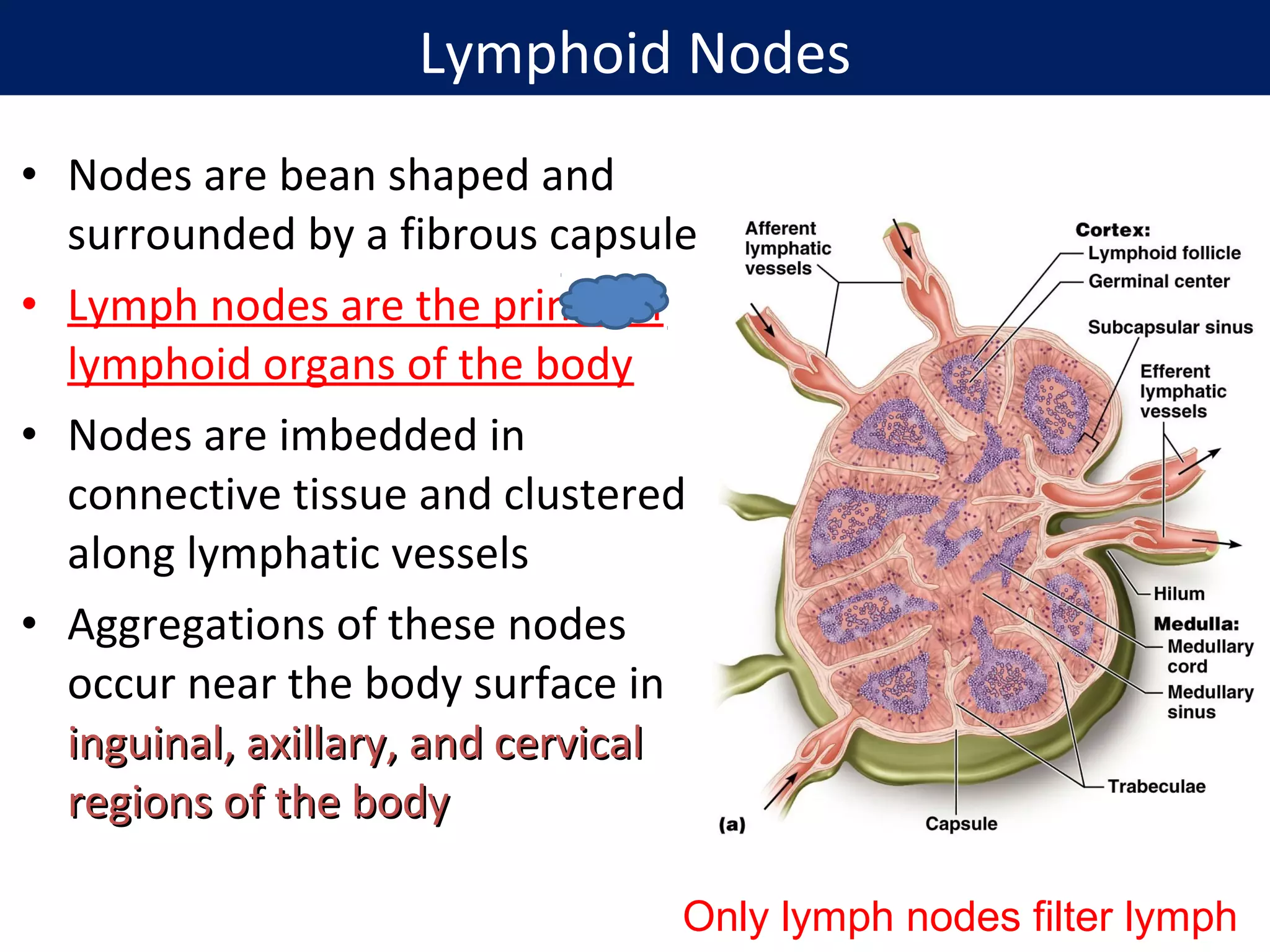 • Nodes are bean shaped and
surrounded by a fibrous capsule
• Lymph nodes are the principal
lymphoid organs of the body
• Nodes are imbedded in
connective tissue and clustered
along lymphatic vessels
• Aggregations of these nodes
occur near the body surface in
inguinal, axillary, and cervicalinguinal, axillary, and cervical
regions of the bodyregions of the body
Only lymph nodes filter lymph
Lymphoid Nodes
 