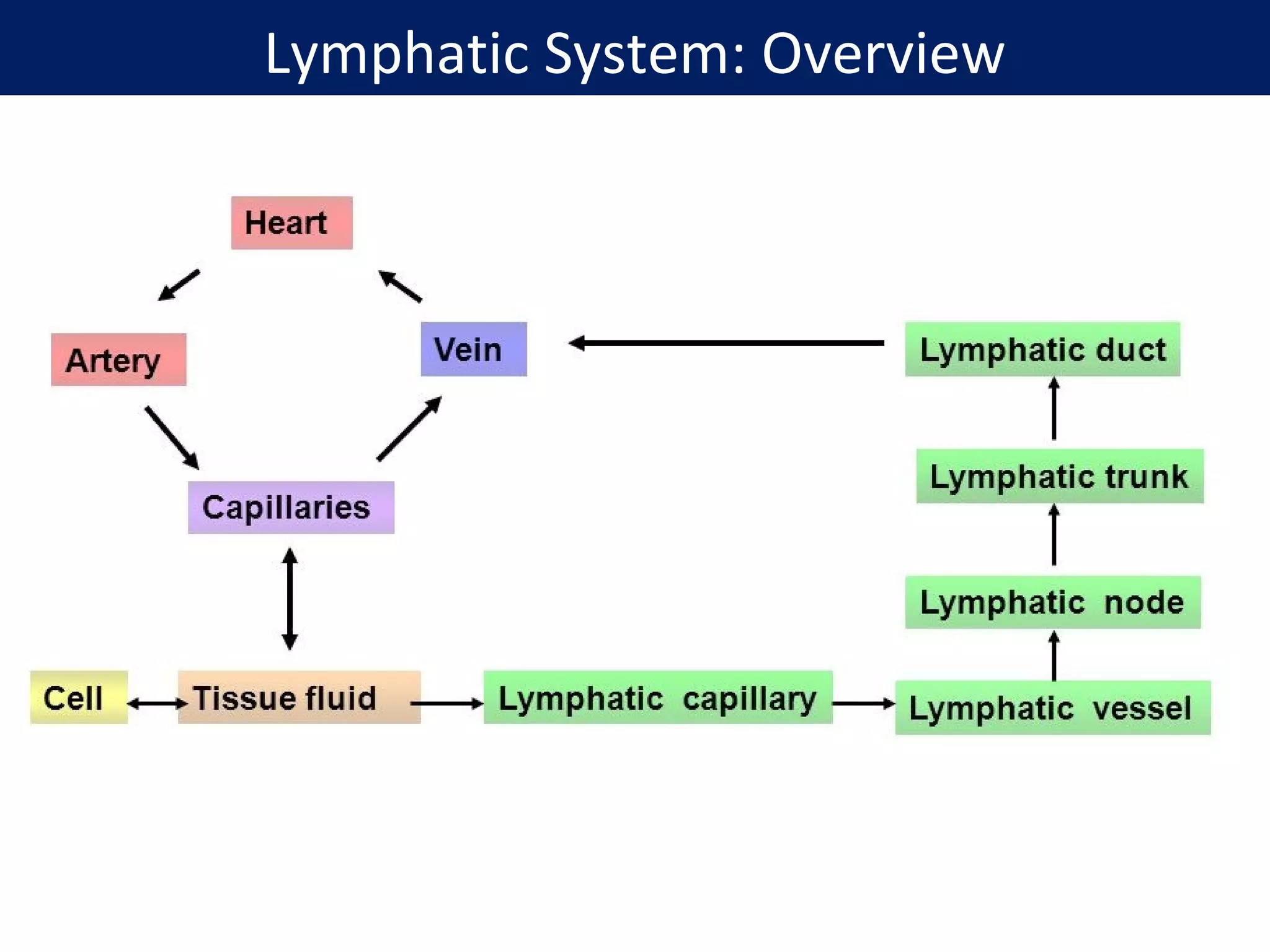Lymphatic System: Overview
 