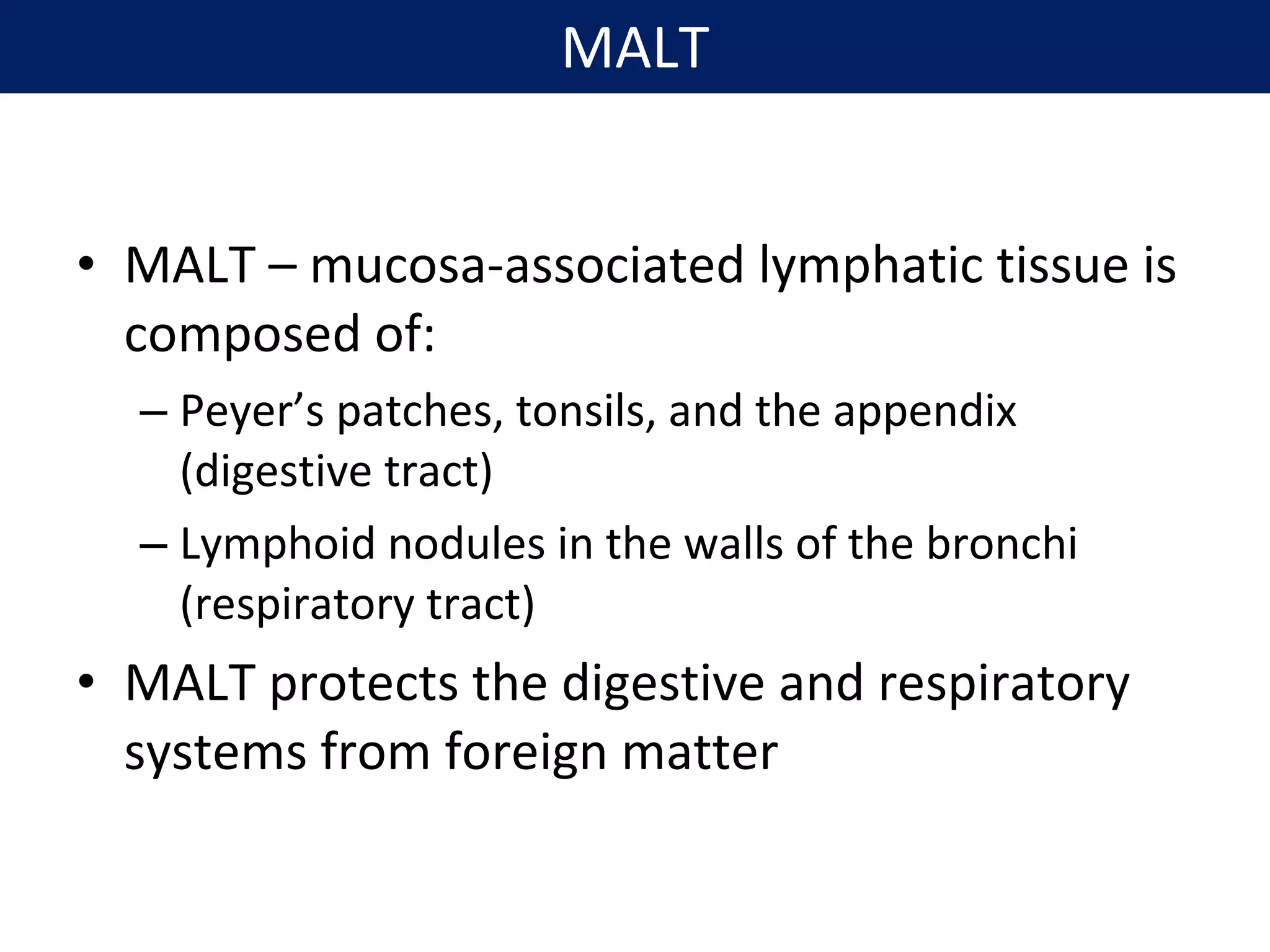 • MALT – mucosa-associated lymphatic tissue is
composed of:
– Peyer’s patches, tonsils, and the appendix
(digestive tract)
– Lymphoid nodules in the walls of the bronchi
(respiratory tract)
• MALT protects the digestive and respiratory
systems from foreign matter
MALT
 