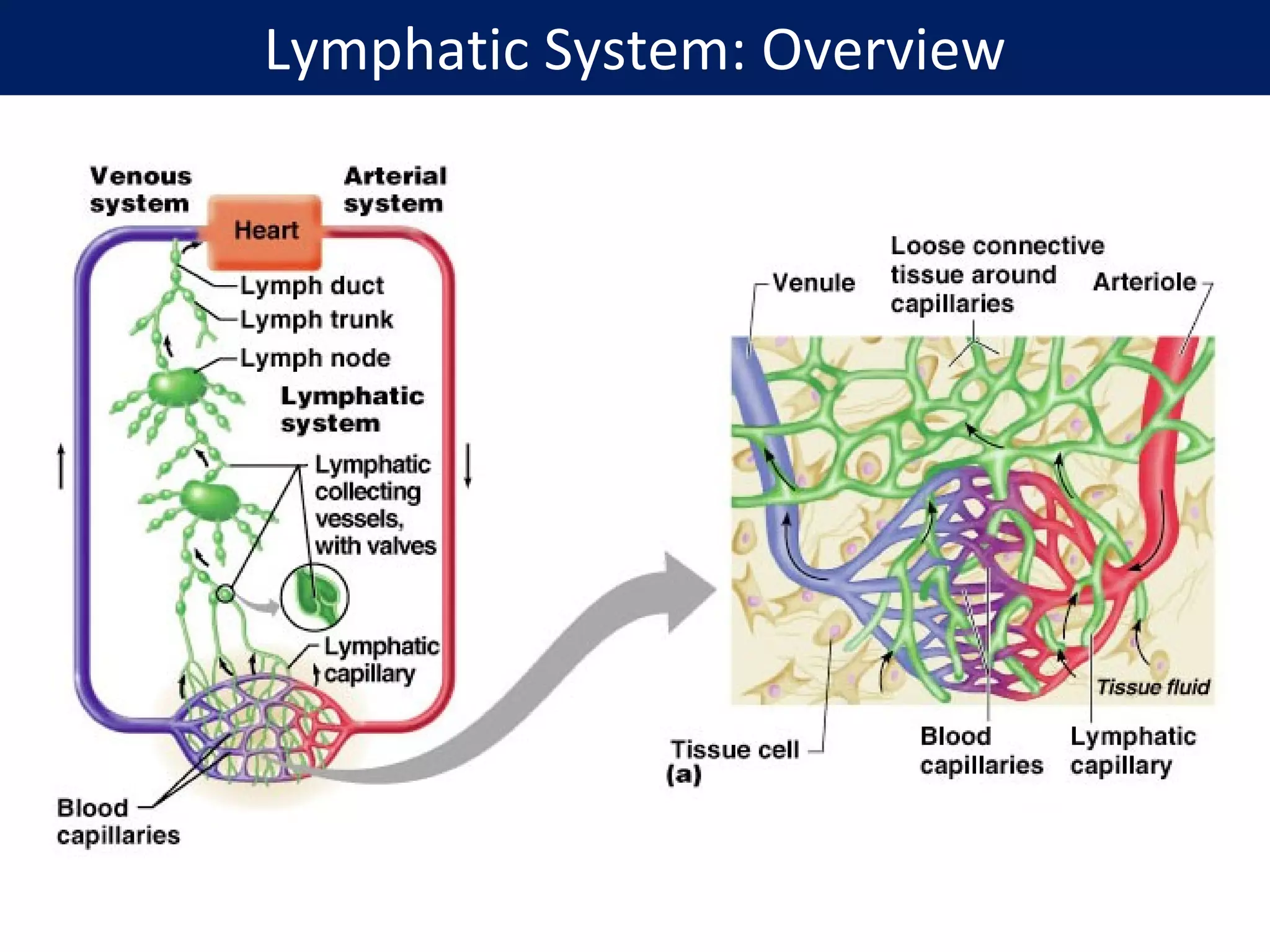 Lymphatic System: Overview
 