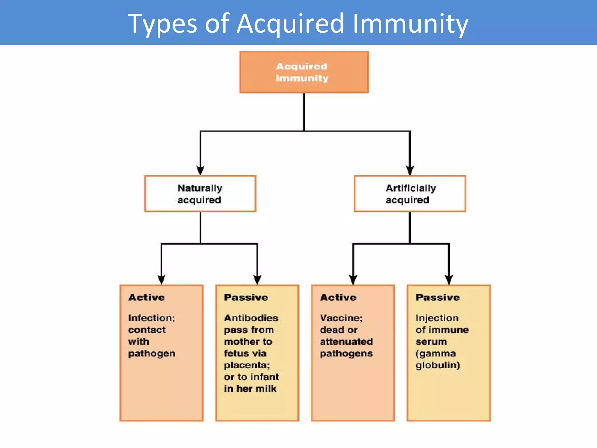 Types of Acquired Immunity
 