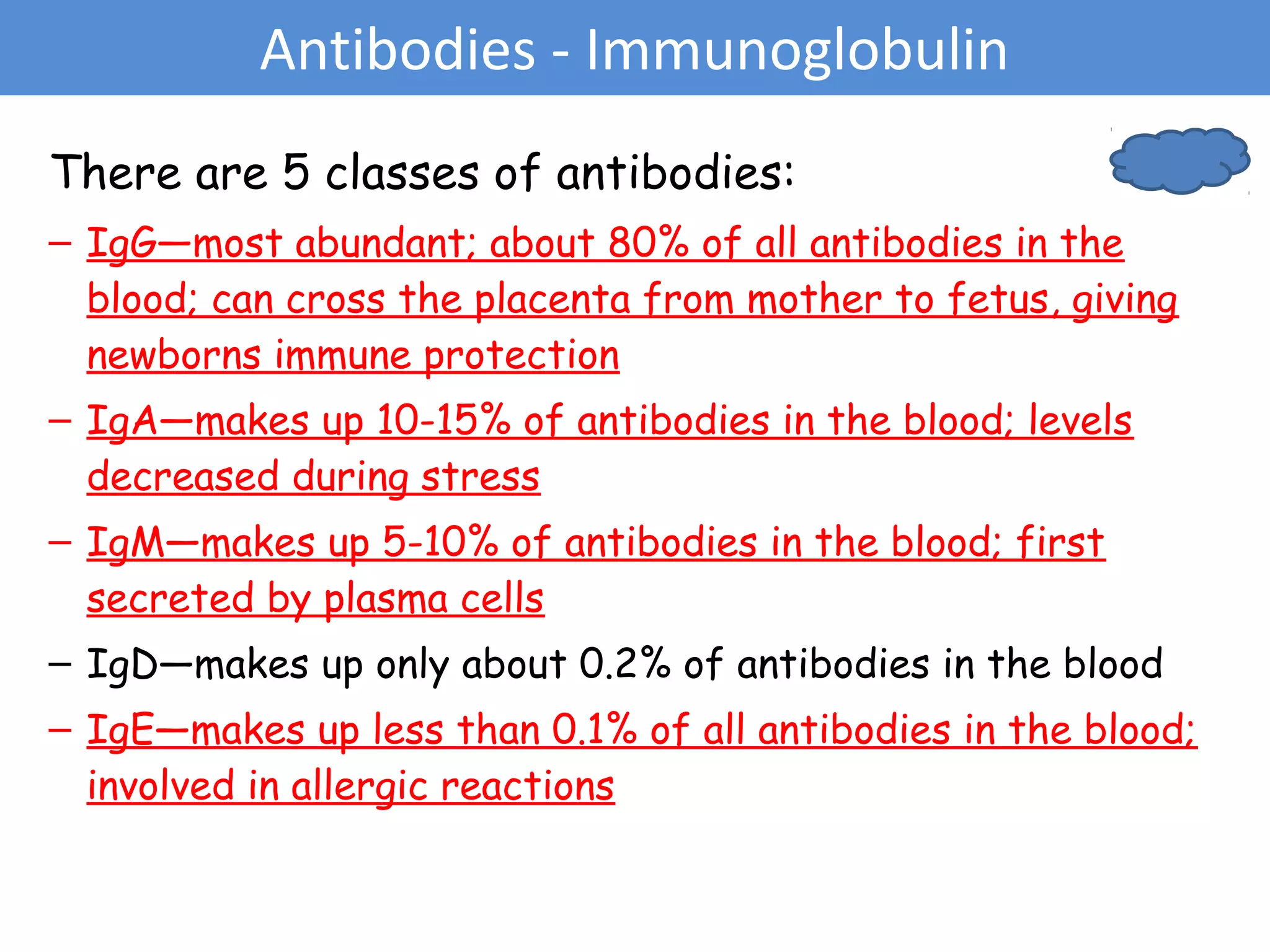 There are 5 classes of antibodies:
– IgG—most abundant; about 80% of all antibodies in the
blood; can cross the placenta from mother to fetus, giving
newborns immune protection
– IgA—makes up 10-15% of antibodies in the blood; levels
decreased during stress
– IgM—makes up 5-10% of antibodies in the blood; first
secreted by plasma cells
– IgD—makes up only about 0.2% of antibodies in the blood
– IgE—makes up less than 0.1% of all antibodies in the blood;
involved in allergic reactions
Antibodies - Immunoglobulin
 