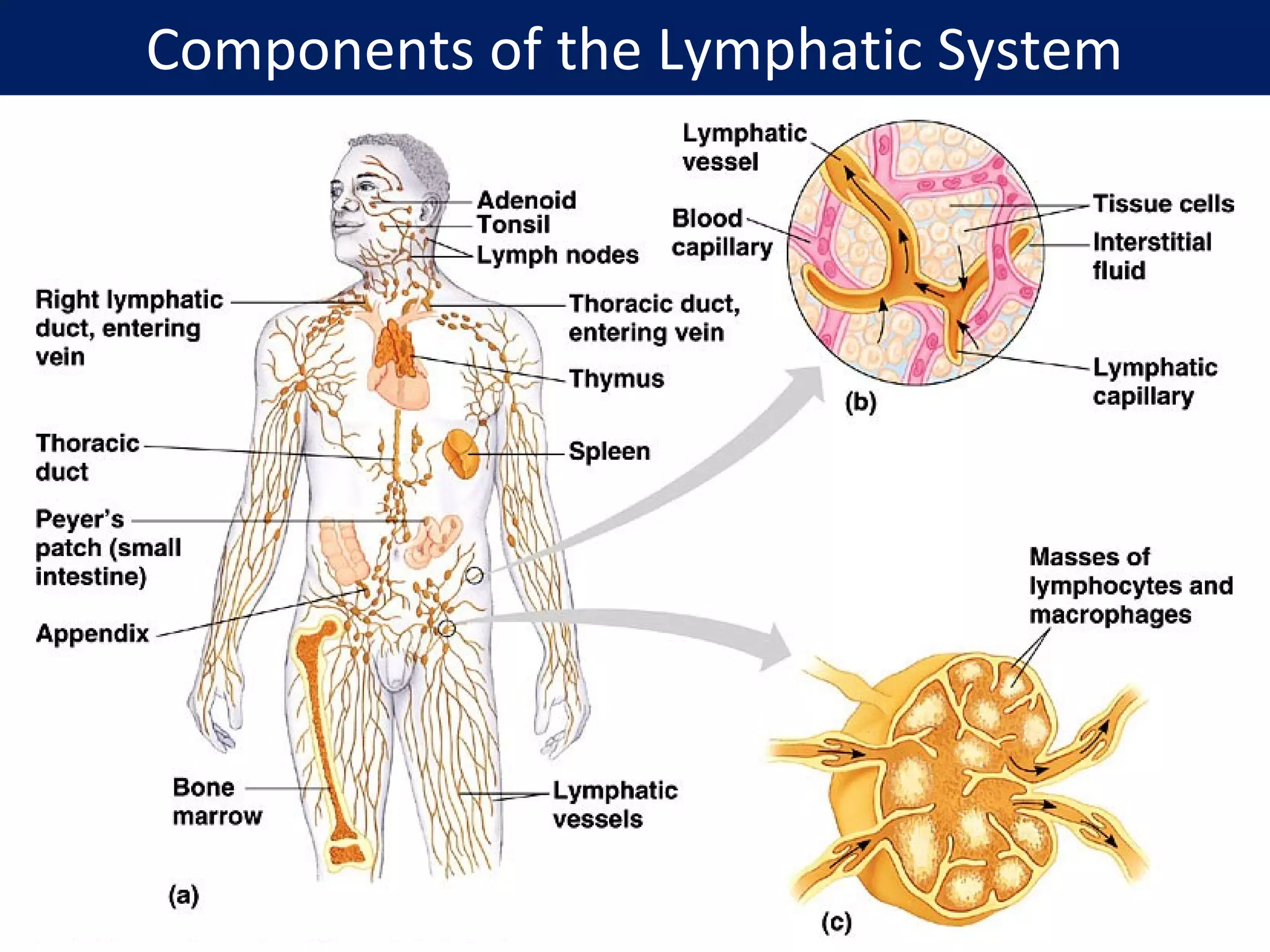 Components of the Lymphatic System
 