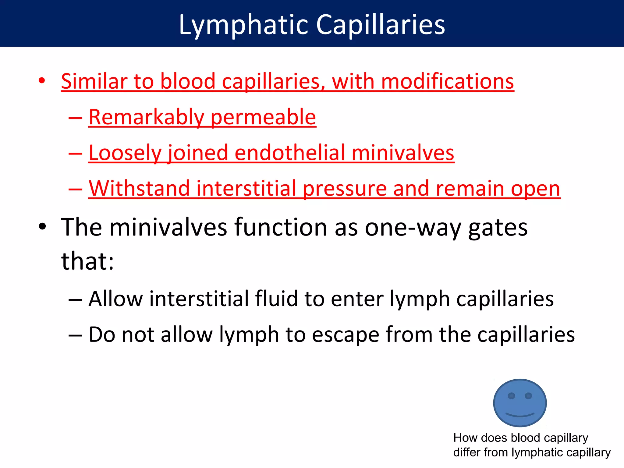 • Similar to blood capillaries, with modifications
– Remarkably permeable
– Loosely joined endothelial minivalves
– Withstand interstitial pressure and remain open
• The minivalves function as one-way gates
that:
– Allow interstitial fluid to enter lymph capillaries
– Do not allow lymph to escape from the capillaries
Lymphatic Capillaries
How does blood capillary
differ from lymphatic capillary
 