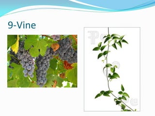9-Vine
 