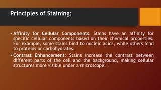 Principles of Staining:
• Affinity for Cellular Components: Stains have an affinity for
specific cellular components based on their chemical properties.
For example, some stains bind to nucleic acids, while others bind
to proteins or carbohydrates.
• Contrast Enhancement: Stains increase the contrast between
different parts of the cell and the background, making cellular
structures more visible under a microscope.
 