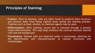 Principles of Staining:
• Fixation: Prior to staining, cells are often fixed to preserve their structure
and prevent them from being washed away during the staining process.
Fixatives such as heat, alcohol, or chemical agents may be used.
• Differentiation: After staining, excess dye is removed through a process
called differentiation. This step helps enhance the contrast between stained
cells and the background.
• Visualization: Stained cells are observed under a microscope, allowing for
the identification and characterization of cellular structures and
morphologies.
 