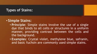 Types of Stains:
•Simple Stains:
• Principle: Simple stains involve the use of a single
dye that binds to all cells or structures in a uniform
manner, providing contrast between the cells and
the background.
• Examples: Crystal violet, methylene blue, safranin,
and basic fuchsin are commonly used simple stains.
 
