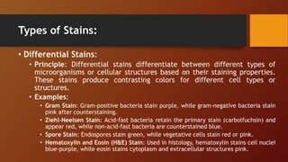 Types of Stains:
• Differential Stains:
• Principle: Differential stains differentiate between different types of
microorganisms or cellular structures based on their staining properties.
These stains produce contrasting colors for different cell types or
structures.
• Examples:
• Gram Stain: Gram-positive bacteria stain purple, while gram-negative bacteria stain
pink after counterstaining.
• Ziehl-Neelsen Stain: Acid-fast bacteria retain the primary stain (carbolfuchsin) and
appear red, while non-acid-fast bacteria are counterstained blue.
• Spore Stain: Endospores stain green, while vegetative cells stain red or pink.
• Hematoxylin and Eosin (H&E) Stain: Used in histology, hematoxylin stains cell nuclei
blue-purple, while eosin stains cytoplasm and extracellular structures pink.
 