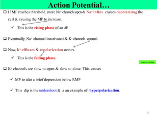 Unit=4=Nervous system Physiology=AAU=2017 [Recovered].pdf