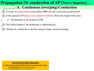 Unit=4=Nervous system Physiology=AAU=2017 [Recovered].pdf