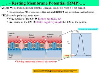 Unit=4=Nervous system Physiology=AAU=2017 [Recovered].pdf