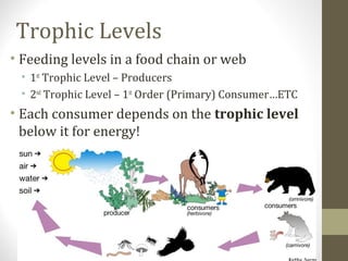 Trophic Levels
• Feeding levels in a food chain or web
• 1st Trophic Level – Producers
• 2nd Trophic Level – 1st Order (Primary) Consumer…ETC

• Each consumer depends on the trophic level
below it for energy!

 