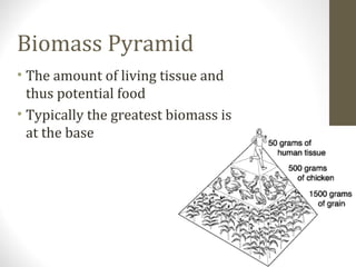 Biomass Pyramid
• The amount of living tissue and
thus potential food
• Typically the greatest biomass is
at the base

 