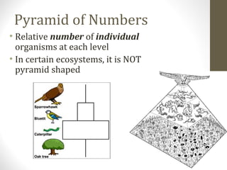 Pyramid of Numbers
• Relative number of individual
organisms at each level
• In certain ecosystems, it is NOT
pyramid shaped

 