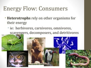 Energy Flow: Consumers
• Heterotrophs rely on other organisms for
their energy
• ie: herbivores, carnivores, omnivores,
scavengers, decomposers, and detritivores

 