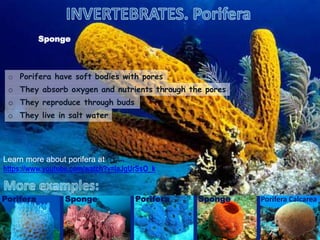 o Porifera have soft bodies with pores
o They absorb oxygen and nutrients through the pores
o They reproduce through buds
P. CalcareaSponge Porifera CalcareaPorifera SpongePorifera
Learn more about porifera at
https://www.youtube.com/watch?v=laJgUrSsO_k
o They live in salt water
Sponge
 