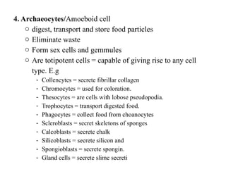 Collencytes Unit 4 Phylum Porifera = invertebrate Zoology.pptx