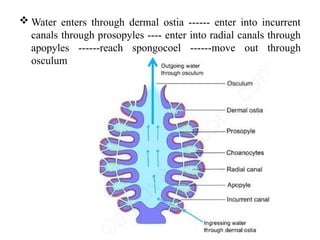 Unit 4 Phylum Porifera lecture note.pptx