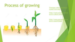 Process of growing Timelapse videos: growing of
a plant from seed:
https://www.youtube.com/w
atch?v=czRUxCJwVjw
https://www.youtube.com/w
atch?v=eKo5F87A8a0