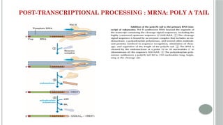 UNIT 4 Post transcriptional Modifications of RNA.pptx