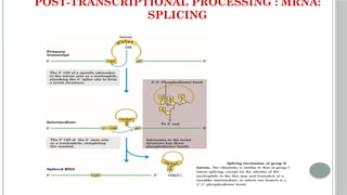 UNIT 4 Post transcriptional Modifications of RNA.pptx