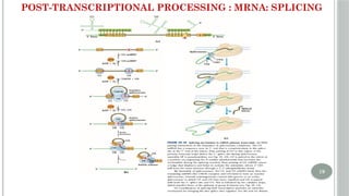 UNIT 4 Post transcriptional Modifications of RNA.pptx