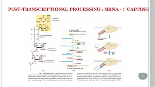 UNIT 4 Post transcriptional Modifications of RNA.pptx