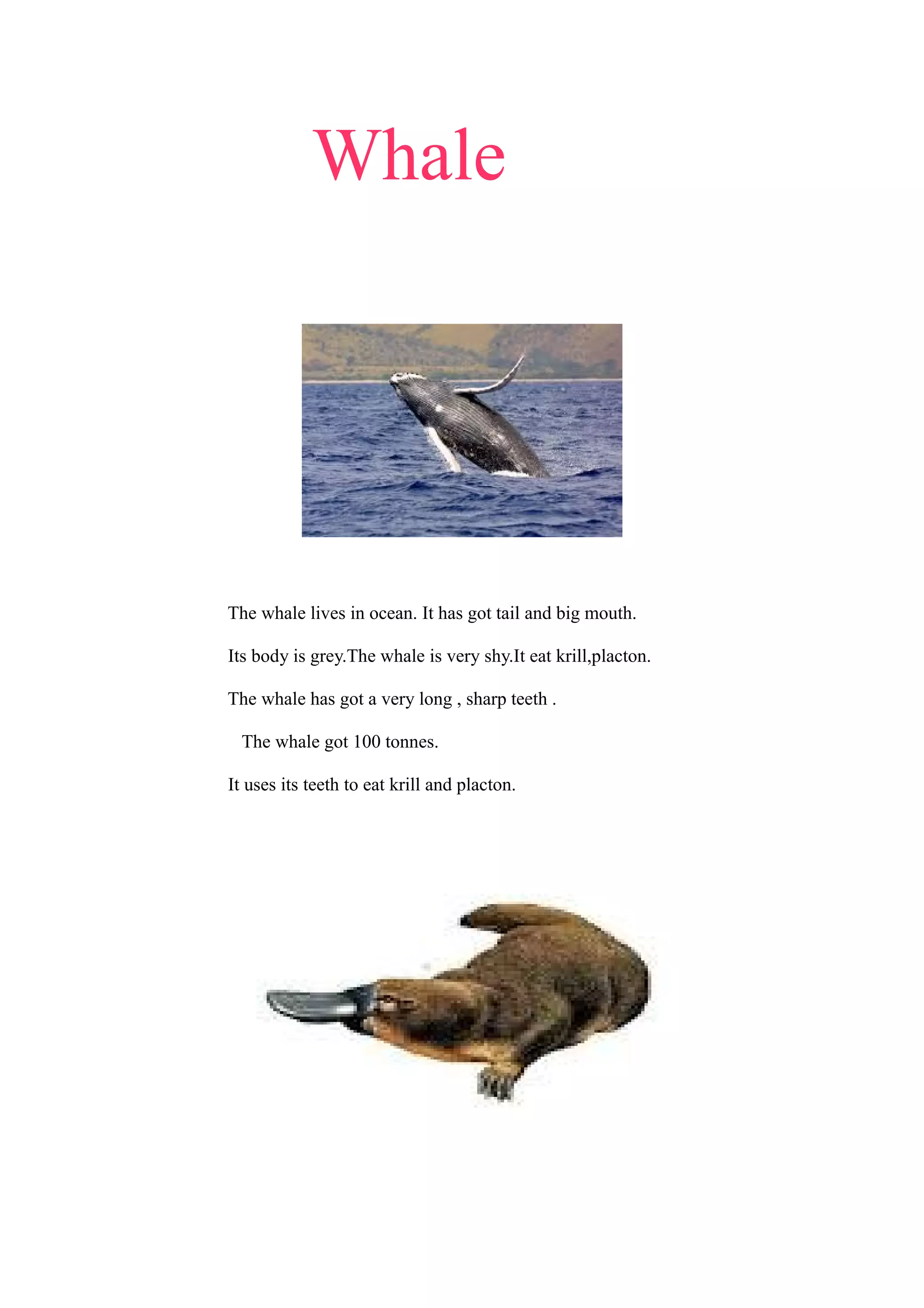 Whale

The whale lives in ocean. It has got tail and big mouth.
Its body is grey.The whale is very shy.It eat krill,placton.
The whale has got a very long , sharp teeth .
The whale got 100 tonnes.
It uses its teeth to eat krill and placton.

 