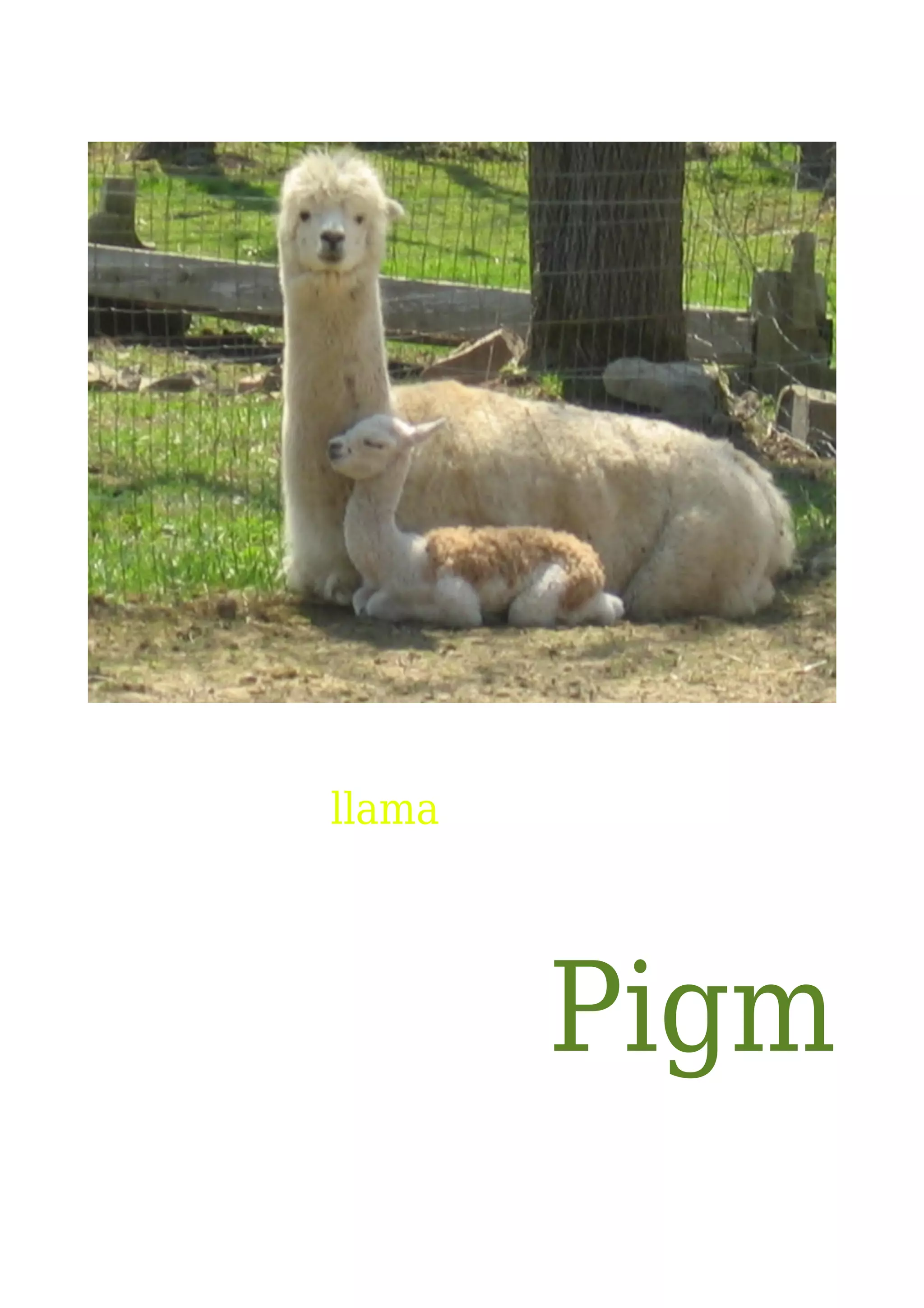 llama

Pigm

 