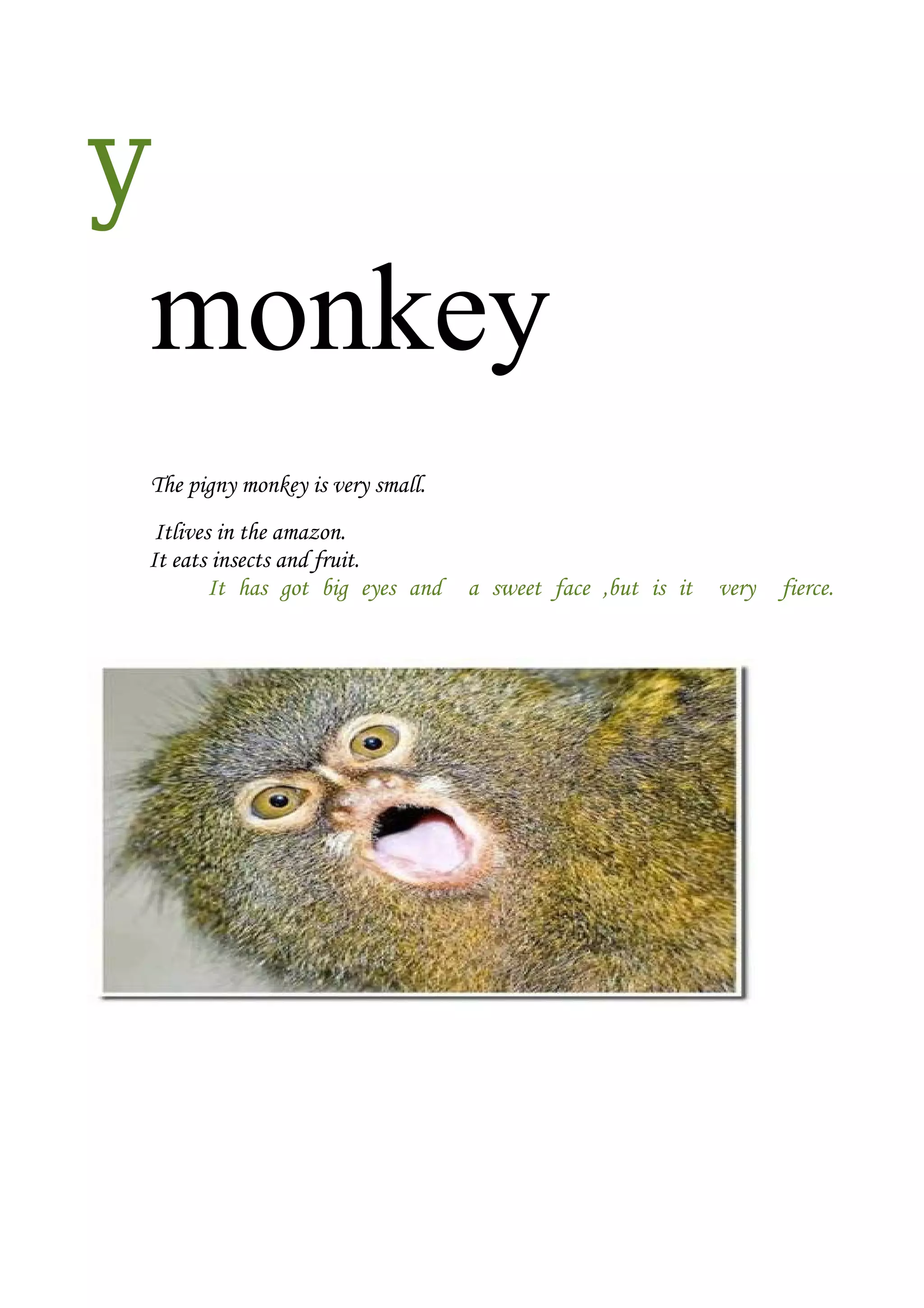 y
monkey
The pigny monkey is very small.
Itlives in the amazon.
It eats insects and fruit.
It has got big eyes and

a sweet face ,but is it

very

fierce.

 