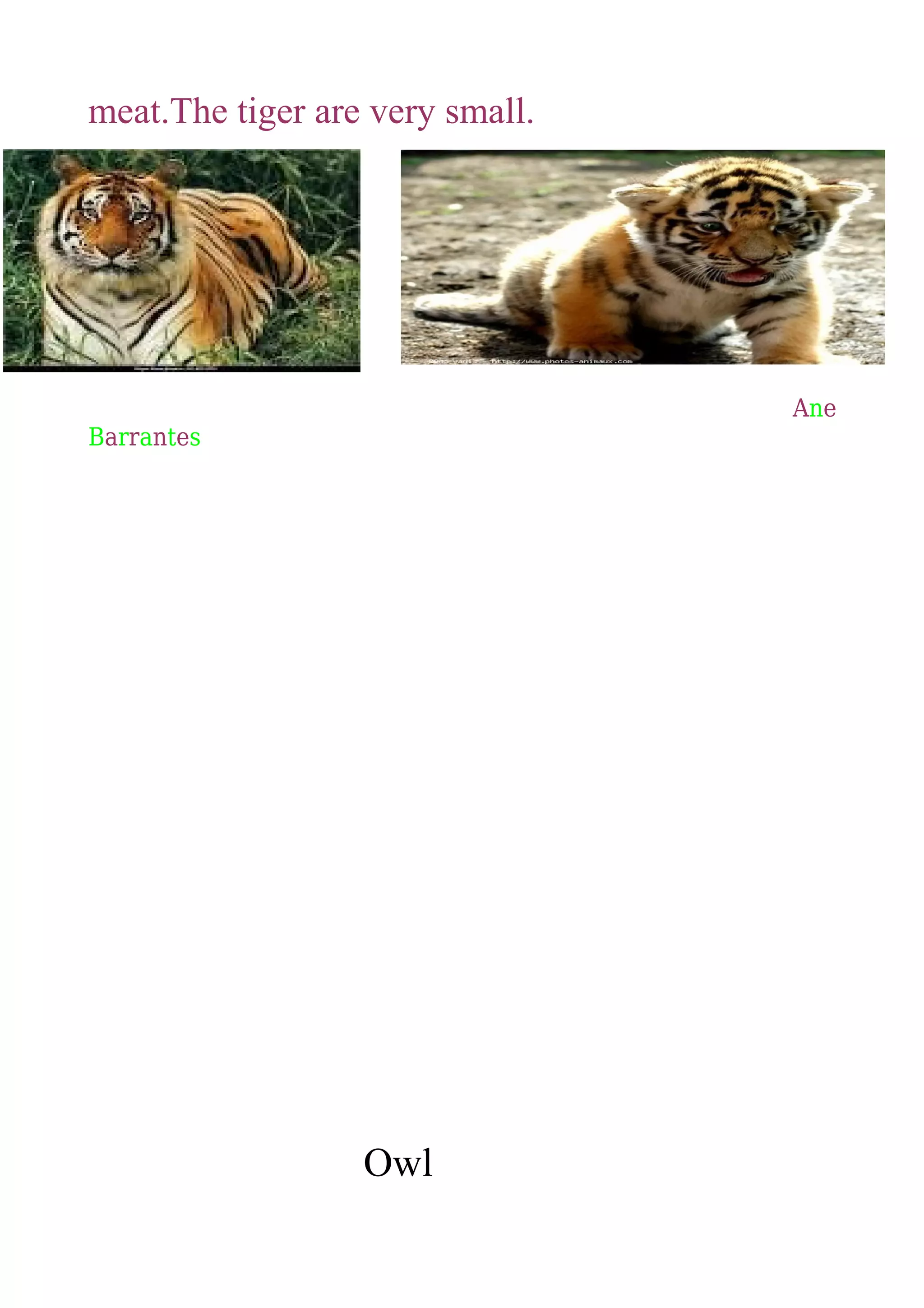meat.The tiger are very small.

Ane

Barrantes

Owl

 