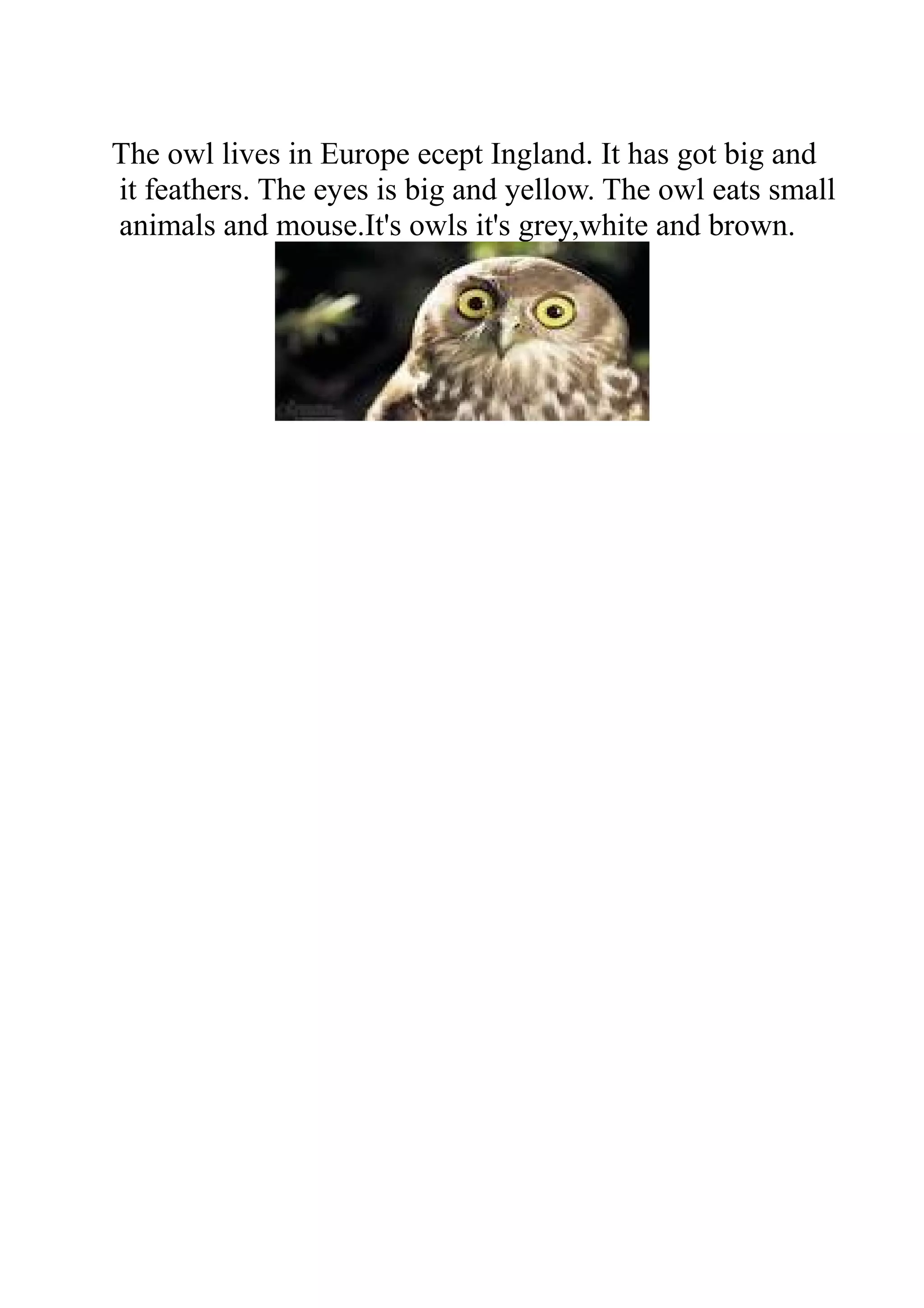 The owl lives in Europe ecept Ingland. It has got big and
it feathers. The eyes is big and yellow. The owl eats small
animals and mouse.It's owls it's grey,white and brown.

 