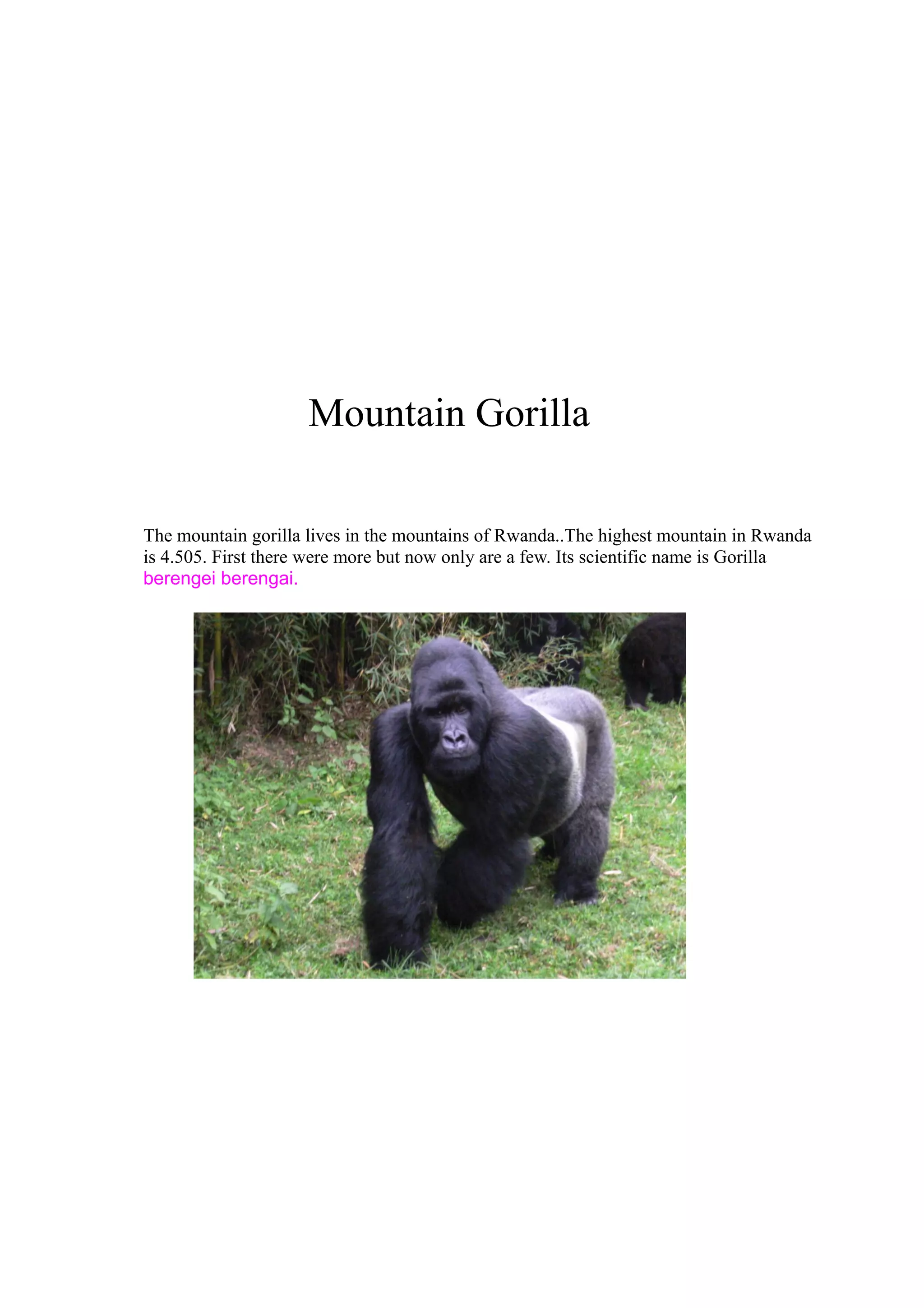 Mountain Gorilla
The mountain gorilla lives in the mountains of Rwanda..The highest mountain in Rwanda
is 4.505. First there were more but now only are a few. Its scientific name is Gorilla
berengei berengai.

 