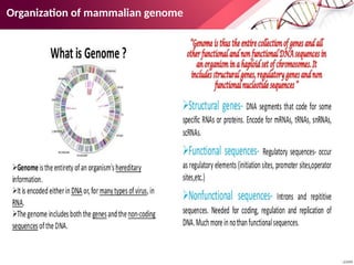Organization of mammalian genome
 