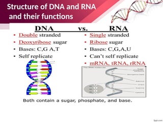 Structure of DNA and RNA
and their functions
 