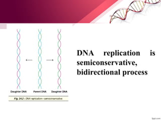 DNA replication is
semiconservative,
bidirectional process
 