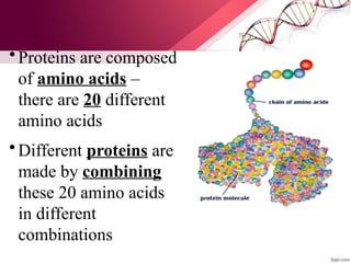 • Proteins are composed
of amino acids –
there are 20 different
amino acids
• Different proteins are
made by combining
these 20 amino acids
in different
combinations
 