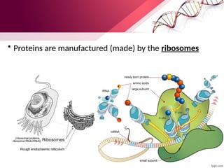 • Proteins are manufactured (made) by the ribosomes
 