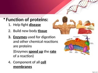 • Function of proteins:
1. Help fight disease
2. Build new body tissue
3. Enzymes used for digestion
and other chemical reactions
are proteins
(Enzymes speed up the rate
of a reaction)
4. Component of all cell
membranes
 