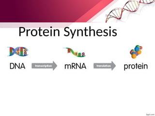 Protein Synthesis
 