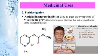 Medicinal Uses
2. Pyridostigmine
• Anticholinesterase inhibitor used to treat the symptoms of
Myasthenia gravis (neuromuscular disorder that causes weakness
in the skeletal muscles)
 