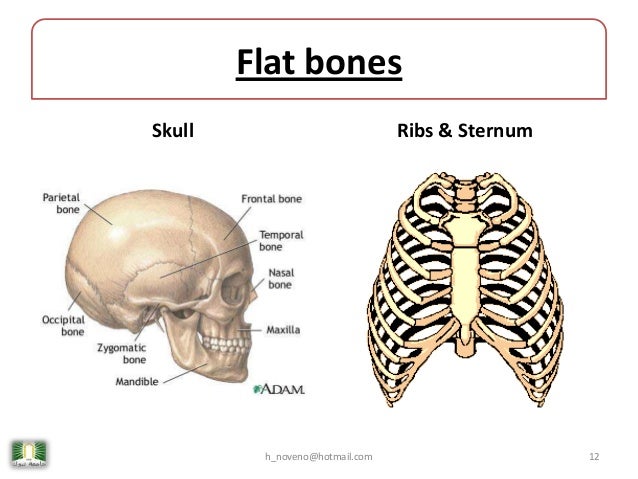 an example of a flat bone is the an example of a flat bone is the