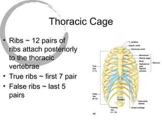 Unit 4Skeletal System.ppt Unit 4Skeletal System.ppt