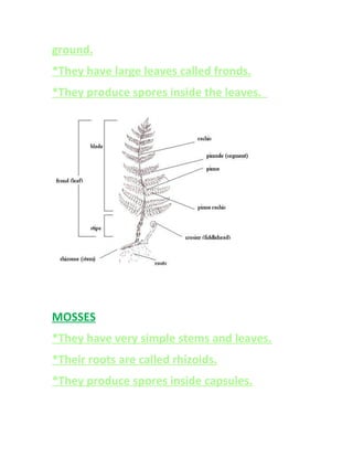 ground.
*They have large leaves called fronds.
*They produce spores inside the leaves.
MOSSES
*They have very simple stems and leaves.
*Their roots are called rhizoids.
*They produce spores inside capsules.
 
