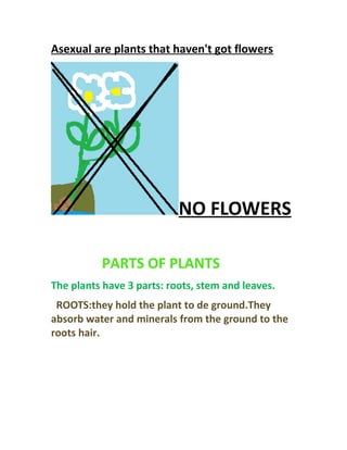 Asexual are plants that haven't got flowers
NO FLOWERS
PARTS OF PLANTS
The plants have 3 parts: roots, stem and leaves.
ROOTS:they hold the plant to de ground.They
absorb water and minerals from the ground to the
roots hair.
 