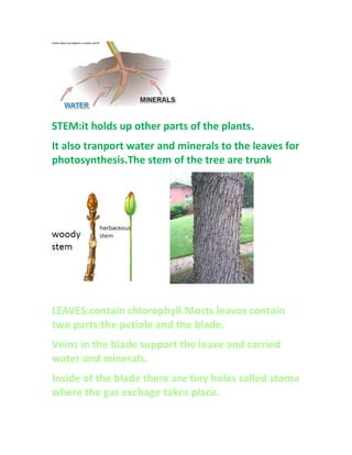 STEM:it holds up other parts of the plants.
It also tranport water and minerals to the leaves for
photosynthesis.The stem of the tree are trunk
LEAVES:contain chlorophyll.Mosts leaves contain
two parts:the petiole and the blade.
Veins in the blade support the leave and carried
water and minerals.
Inside of the blade there are tiny holes called stoma
where the gas exchage takes place.
 