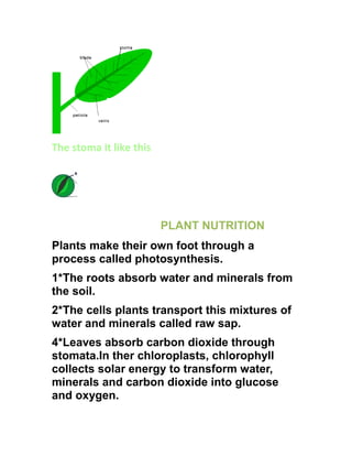 The stoma it like this
PLANT NUTRITION
Plants make their own foot through a
process called photosynthesis.
1*The roots absorb water and minerals from
the soil.
2*The cells plants transport this mixtures of
water and minerals called raw sap.
4*Leaves absorb carbon dioxide through
stomata.In ther chloroplasts, chlorophyll
collects solar energy to transform water,
minerals and carbon dioxide into glucose
and oxygen.
 
